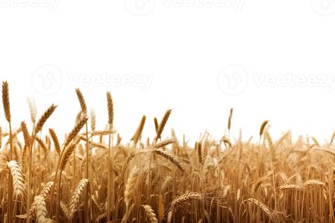 Field Of Wheat, Photoshop Landscape, Yellow Fields, Personal Investigation, Front Page Design, Wheat Field, Wheat Fields, Tree Saw, Heart Tree