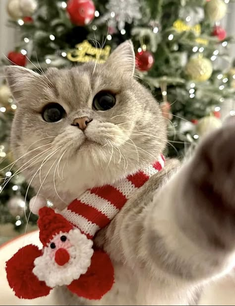 Christmas Profile Pictures, Christmas Kitten, Kitten Pictures, Funny Christmas Cards, Christmas Wonderland, Last Christmas, Funny Cat Memes, Cat Aesthetic, Cat Wallpaper