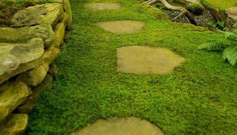 Moss Between Pavers, Grow Moss, Growing Moss, Go Browns, Outdoor Inspirations, Photosynthesis, The Soil, Drought Tolerant, Shade Garden