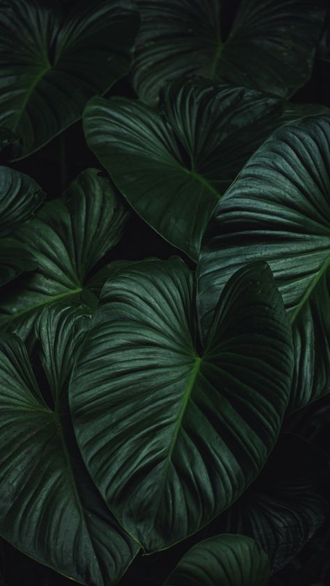 Plants Wild Plants Photography, Midnight Green Wallpaper Iphone, Dark Green Plants Aesthetic, Goth Plant Aesthetic, Dark Plant Wallpaper, House Plant Wallpaper, Dark Jungle Aesthetic, Plant Lockscreen, Dark Plant Aesthetic