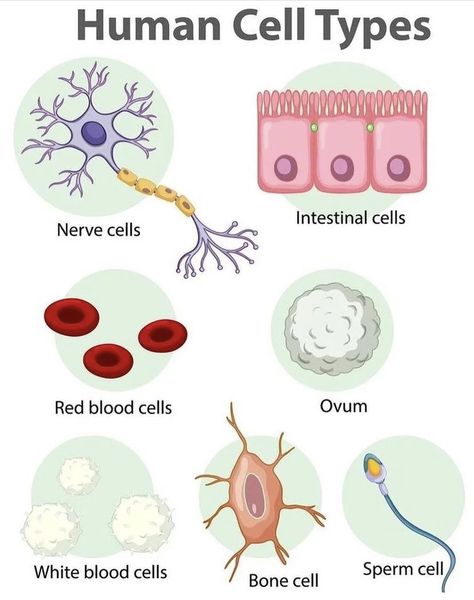 Igcse Biology, Human Cell, Anatomy Education, Biochemistry Notes, Cell Parts, Human Cells, Scientific Poster, Body Diagram, Vet Medicine