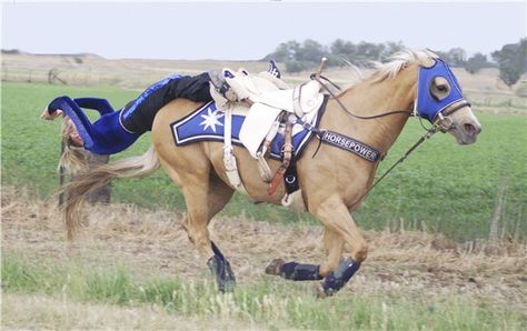 Trick Riding Saddle, Horse Tricks, Riding Saddle, Horse Vaulting, Real Cowgirl, Amazing Horses, Trick Riding, Horse Pics, Equestrian Events