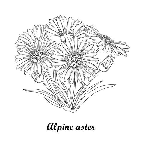 Vector bouquet with outline open Alpine aster flower, bud and leaf isolated on white background. Ornamental Alpine mountain flower. In contour style for summer royalty free illustration Aster Flower Tattoos, Hollyhock Flower, White Background Floral, Alcea Rosea, Hollyhocks Flowers, Aster Flower, Flower Outline, Floral Tattoo Design, Floral Photography