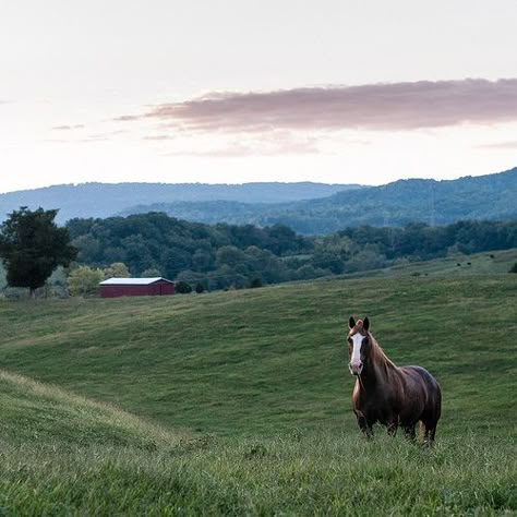 Tennessee Countryside | Tennessee Countryside | Flickr - Photo Sharing! Tennessee Farm Aesthetic, Tennessee Living Country, Tennessee Countryside Aesthetic, Living Off The Land Aesthetic, East Tennessee Aesthetic, Tennessee Aesthetic Country, Tennessee Ranch, Rural Tennessee, Tennessee Landscape