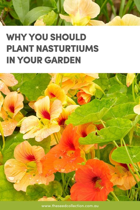 nasturtium blooms in the garden Tropaeolum Majus, Seed Collection, Pretty Plants, Companion Planting, Bolivia, 16th Century, Planting, Peru, To Grow