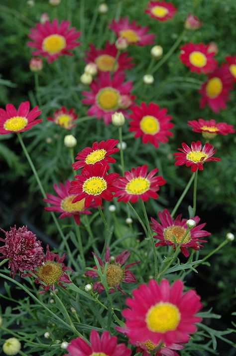 Madeira Red Marguerite Daisy (Argyranthemum frutescens 'Madeira Red') at Tagawa Gardens Marguerite Daisy, Landscape Nursery, Parker Colorado, Pollinator Garden, Flower Artwork, Plant List, Perfect Plants, Perennial Garden, Annual Plants