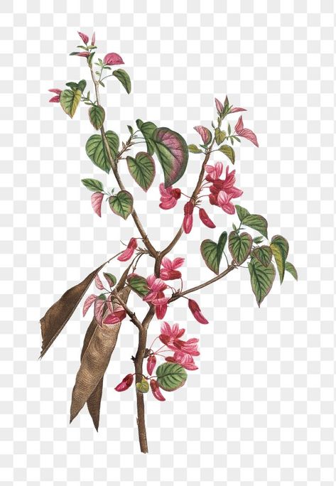 Judas Tree, Tree Png, Flowers Png, Tree Illustration, Free Illustrations, Transparent Png, Free Image, Free Images, Royalty