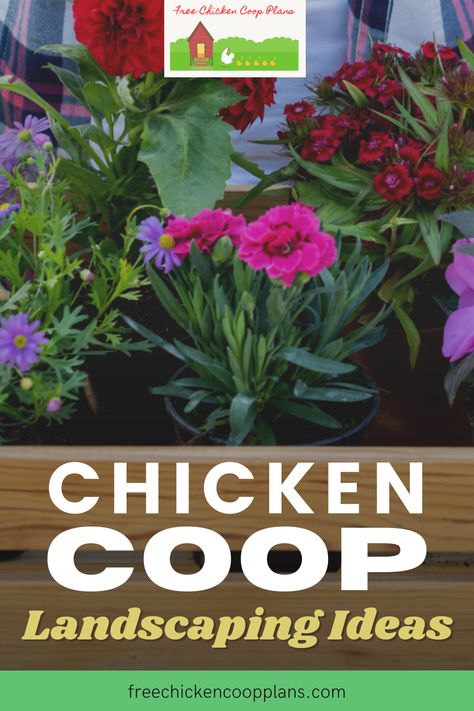 Chicken Coop Planting Ideas, Landscaping Ideas Around Chicken Coop, Landscape Chicken Coop, Hanging Plants For Chicken Coop, Chicken Coop Planting, Landscaping Chicken Coop, Landscaping For Chickens, Safe Plants For Chickens, Plants For Around Chicken Coop