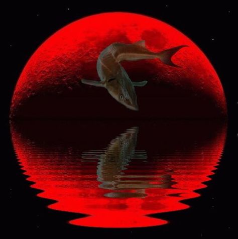 The Full Sturgeon Moon speaks to us about abundance, but also preparedness - while underneath it speaks of dealing with changes in our lives Full Moon Meaning, Pleiadian Starseed, Solar And Lunar Eclipse, Eclipse Party, Sturgeon Moon, Moon Meaning, Moon In Aquarius, Moon Full, Full Moon Party