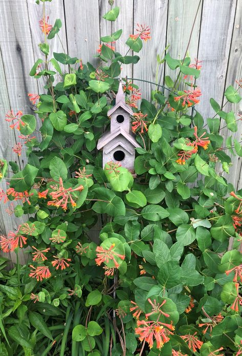 Orange Honeysuckle, Fast Growing Vines, Fairy Butterfly, Butterfly Garden, Fast Growing, Hummingbirds, Cottage Garden, Bird House, Scarlet