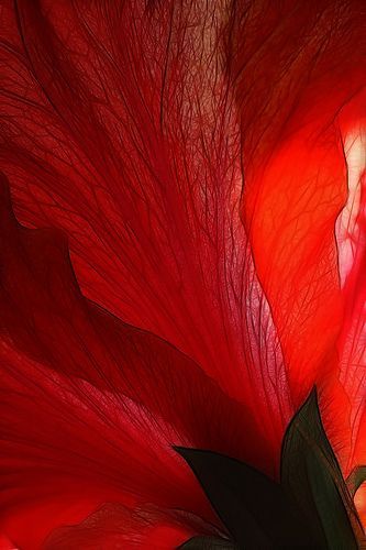 Red | Rosso | Rouge | Rojo | Rød | 赤 | Vermelho | Color | Colour | Texture | Form | Hibiscus by Lord V, via Flickr | rooi hibiskus blom Vermilion Color Aesthetic, Foto Macro, Red Spice, I See Red, Simply Red, Red Wallpaper, Red Aesthetic, Red Flower, Color Textures