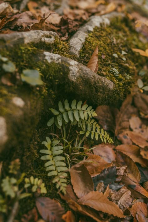 Dark Forest Aesthetic, Forest Aesthetic, Wild Grass, Scenic Photos, Mystical Forest, Forest Path, Plant Aesthetic, Deep Forest, Dark Forest