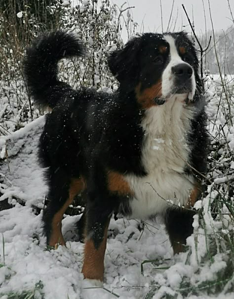 Bernese Mountain Dog Aesthetic, Saint Bernese, Burmese Mountain Dogs, Bernese Dog, St Bernard Dogs, Bernese Mountain Dogs, Bernard Dog, Really Cute Dogs, Pretty Dogs