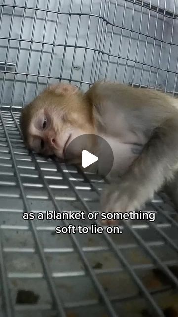 PETA on Instagram: "The bleak reality for animals in laboratories consists of barren cages barely bigger than their bodies, mind-numbing boredom, usually no companionship of their own kind, and excruciating pain.   Watch The Failed Experiment on YouTube to learn more about the truth of animal experimentation, and what you can do to help end it. 🔗 in bio" Deformed Animals, Animal Experimentation, Failed Experiment, Animal Liberation, Dangerous Animals, Stop Animal Cruelty, What To Use, End It, Animal Rights