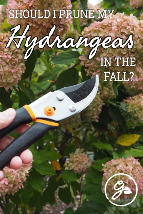 Hydrangea Care In Fall, Pruning Panicle Hydrangea, Trimming Hydrangeas In Fall, When To Trim Hydrangea Bushes, Hydrangea Care Pruning, Pruning Hostas In Fall, How To Prune Hydrangeas, How To Prune Hydrangeas In The Fall, Pruning Hydrangeas Fall