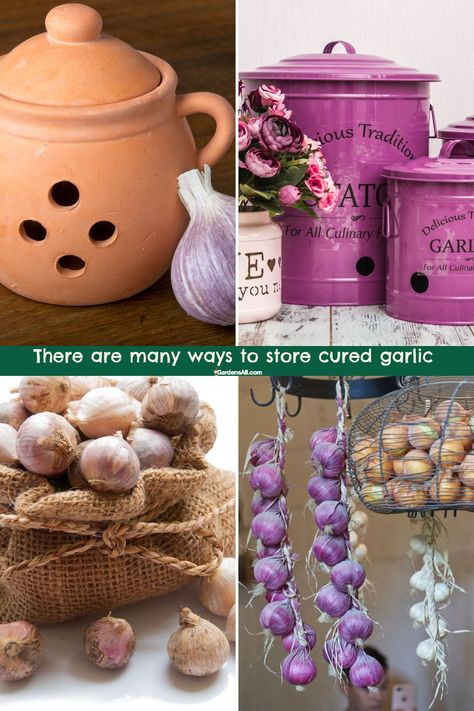 There are many ways to store cured garlic cloves Garlic Storage Ideas, Best Way To Store Garlic, Storing Garlic, Store Garlic, Fresh Store, How To Store Garlic, Garlic Storage, Growing Garlic, Edible Landscaping