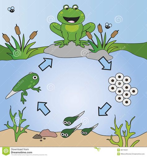 Life Cycle - Download From Over 59 Million High Quality Stock Photos, Images, Vectors. Sign up for FREE today. Image: 38776331 Frog Life Cycle Activities, Science Life Cycles, Frog Activities, Frog Life Cycle, Life Cycles Activities, Lifecycle Of A Frog, Frog Life, Frog Theme, Frog Crafts