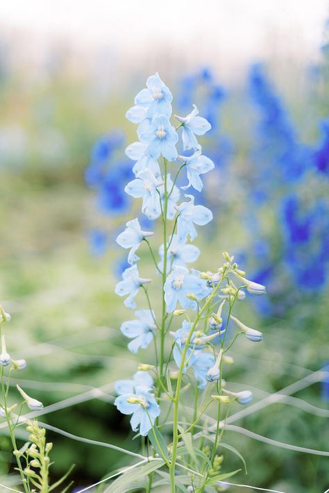 Blue Sweet Pea Flowers, Pale Blue Delphinium, Light Blue Delphinium, Vibrant Wedding Flowers, Colourful Wedding Flowers, Romantic Style Wedding, Natural Wedding Flowers, Delphinium Blue, Flower Palette