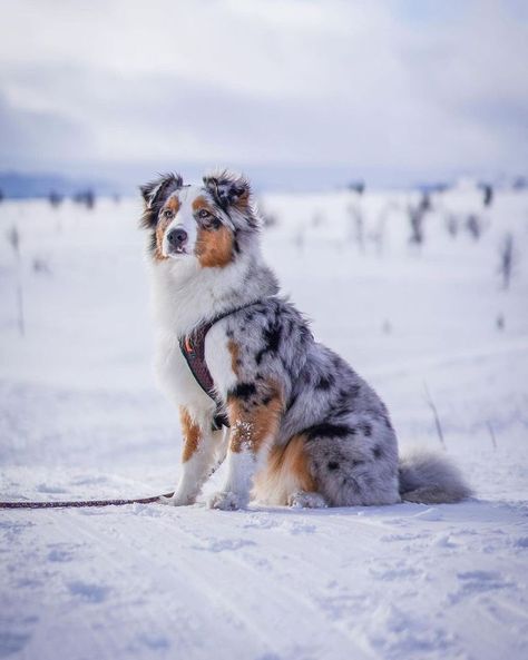 Smartest Dog Breeds, Dog Breeds List, Aussie Shepherd, Aussie Puppies, Beautiful Snow, Cute Dog Photos, Cute Animals Puppies, Very Cute Dogs, Australian Shepherd Dogs