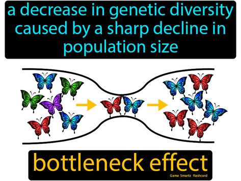 Bottleneck Effect definition: A decrease in genetic diversity caused by a sharp decline in population size. Genetic Diversity, Keystone Species, Exponential Growth, 9th Grade, Easy Science, Genetic, Biology, Mammals, Make It Simple