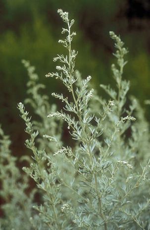 Xeriscape Plants, Artemisia Absinthium, Silver Plant, Green Garden, Brick House, Body Painting, Garden Plants, Herbs, Cottage