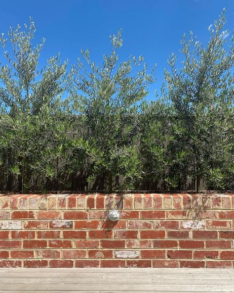 Walled Front Garden, Red Brick Planter Ideas, Recycled Brick Garden Bed, Recycled Bricks In The Garden, Brick Planter Boxes Front Porches, Recycled Brick Retaining Wall, Brick Wall Around Patio, Red Brick Garden Bed, Recycled Brick Wall