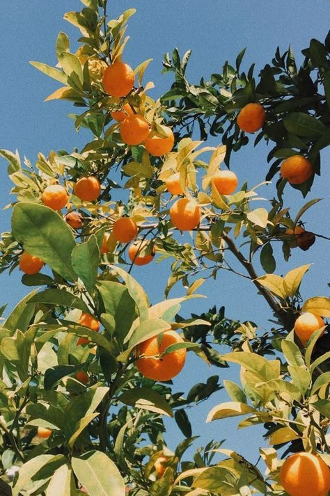 Orange Tree Wallpaper, Spring Wallpaper Iphone, Tree Wallpaper Iphone, Somewhere In Northern Italy, Spring Wallpaper, Orange Aesthetic, Orange Tree, Tree Wallpaper, Summer Mood