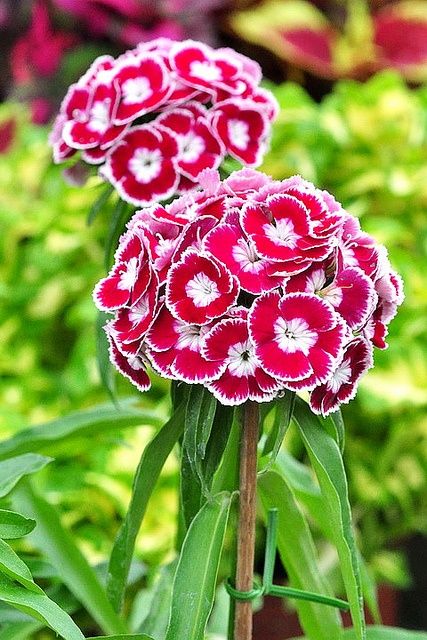 Dianthus Superbus, Sweet William Flowers, Lantana Plant, Dianthus Flowers, Dianthus Barbatus, Bamboo Seeds, Sweet William, Lilac Pink, Most Beautiful Gardens