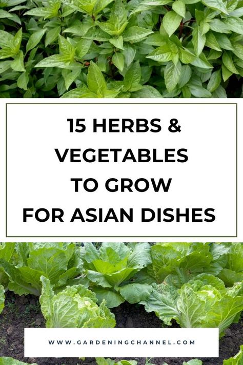 Thai basil and Napa cabbage in vegetable garden with text overlay fifteen herbs and vegetables to grow for Asian dishes Korean Vegetable Garden, Asian Vegetable Garden, Asian Herbs, Terraced Vegetable Garden, Culinary Garden, Personal Garden, Vegetables To Grow, Dream Plants, Asian Vegetables