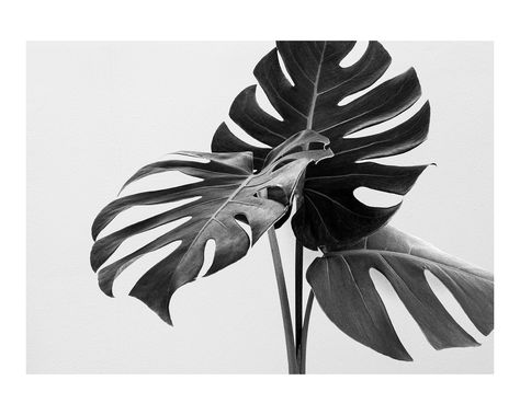 Monstera Leaf Art, Leaf Black And White, Botanical Black And White, Background Black And White, Black And White Leaves, Photography Black And White, Monstera Leaves, White Poster, Black And White Background