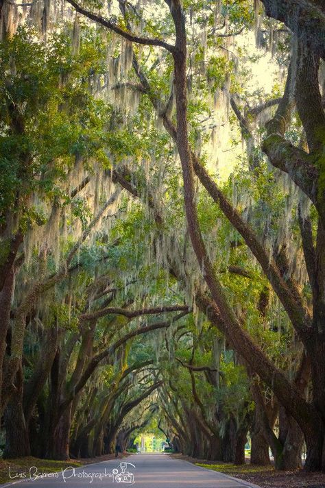 Belfair Bluffton South Carolina Low Country Aesthetic, South Carolina Trees, Charleston Aesthetic, Sumter South Carolina, Southern Gothic Aesthetic Swamp, Abandoned South Carolina, Great Dismal Swamp North Carolina, Dream Location, Palmetto Tree