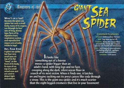 Giant Sea Spider, Spider Fact, Sea Spider, Ragnarok Anime, Ocean Floor, Underwater Creatures, Wild Creatures, Aquatic Animals, Prehistoric Creatures