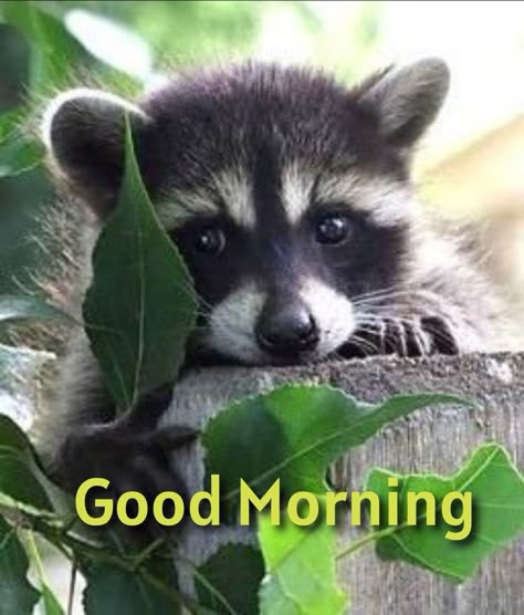 Good Morning Cute, Good Morning Animals, Good Morning Smiley, Morning Memes, Good Morning Funny Pictures, Good Morning Pics, Good Morning Beautiful Pictures, Happy Good Morning Quotes, Good Morning Friends Images