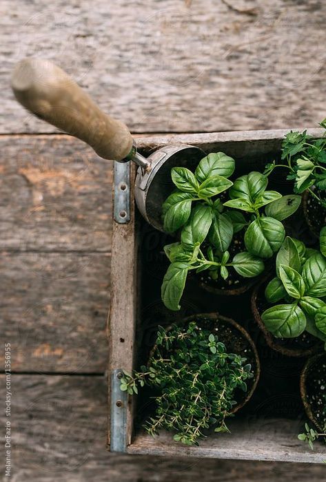 Nature Living, Herb Garden Design, Garden Photography, Plant Mom, Kitchen Garden, Dream Garden, Herb Garden, Plant Life, Green Thumb