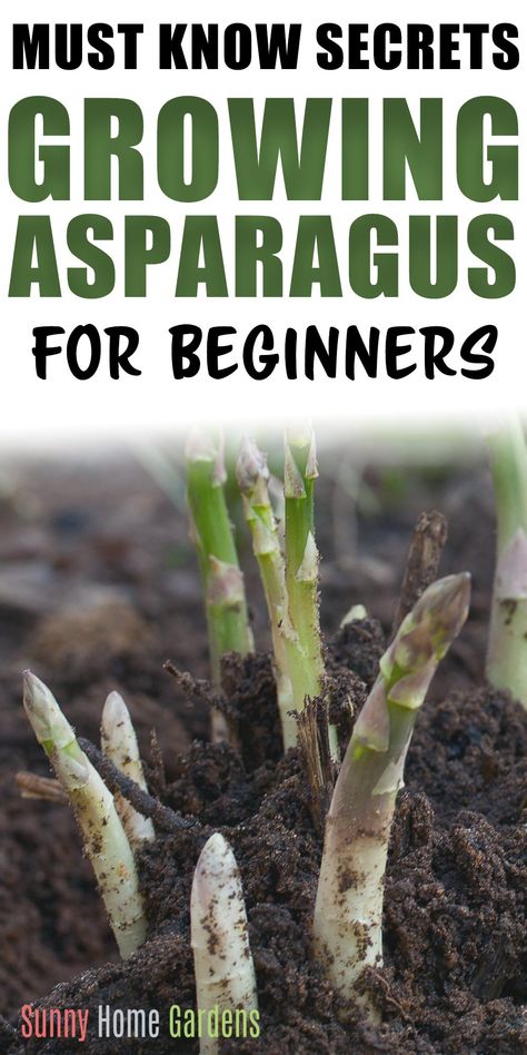 When To Plant Asparagus, Harvesting Asparagus, Asparagus Growing, Asparagus Garden, Grow Asparagus, Growing Asparagus, Asparagus Plant, Perennial Vegetables, Growing Veggies