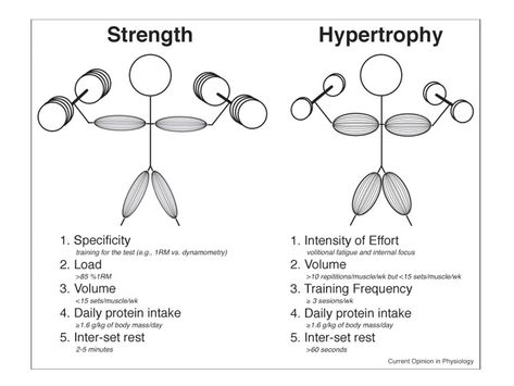 Hypertrophy Training, How To Grow Muscle, Muscle Hypertrophy, Push Day, Reps And Sets, Strength And Conditioning Coach, Workout Splits, Weight Lifting Workouts, Big Muscles