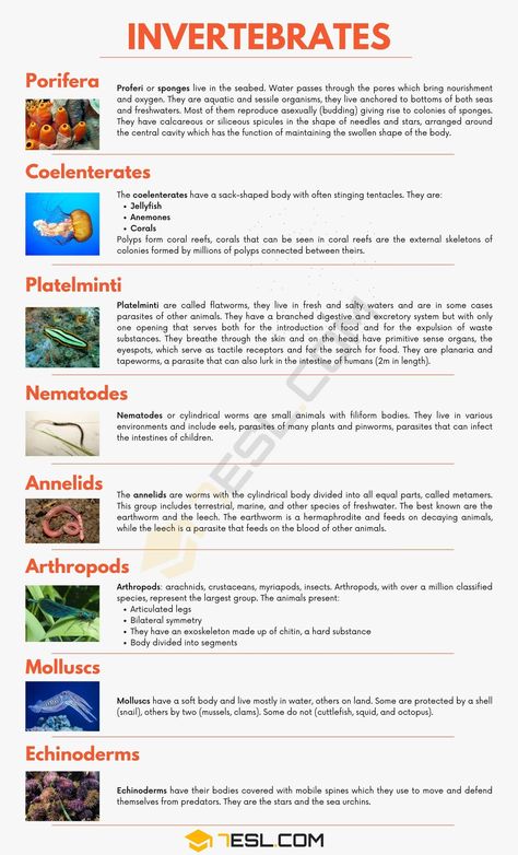 Invertebrates Zoology Project Ideas, Invertebrates Classification, Zoology Project, Invertebrates Animals, Human Body Science Projects, Animal Characteristics, Editorial Cartooning, Pictures With Meaning, Learn Biology