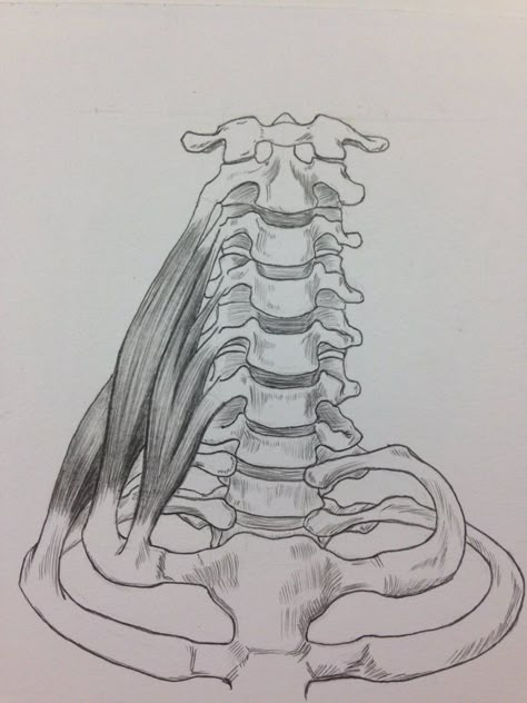 Deep Muscles of the Neck Front View by https://www.deviantart.com/billydoubleu on @DeviantArt Neck Bone Drawing, Skeleton Neck Drawing, How To Draw Necks, Skeleton Neck, Anatomy Of The Face, Anatomy Of The Neck, Neck Anatomy, Bone Drawing, Muscles Of The Neck