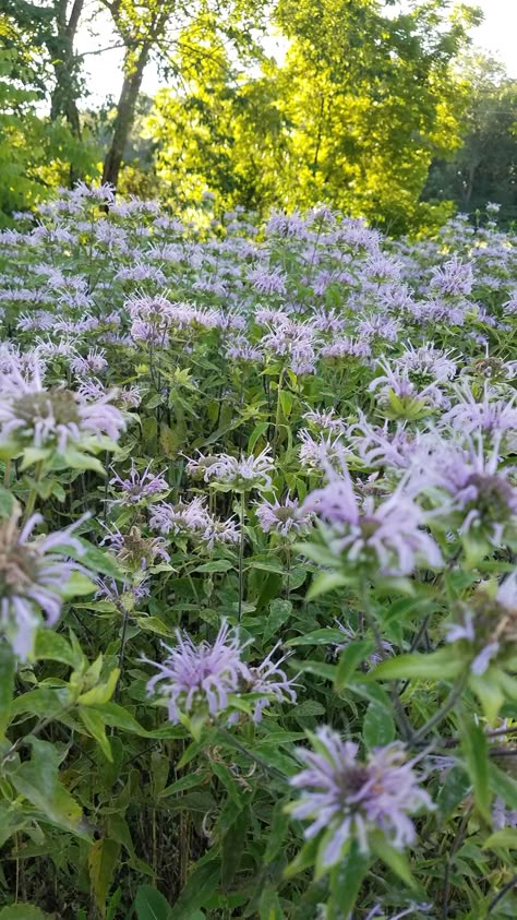 Wild Bergamot Plants, Missouri Native Plants Landscapes, Bergamot Plant, Missouri Wildflowers, Native Cottage Garden, Monarda Fistulosa, Prairie Meadow, Wild Bergamot, Native Plant Garden