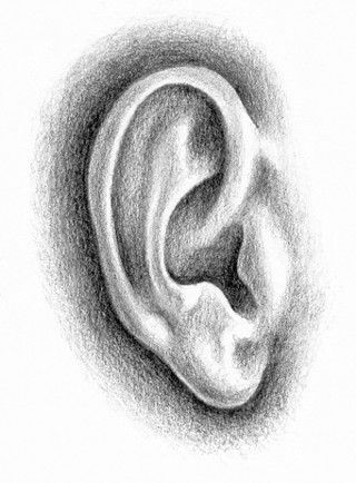 Drawing the Ear - Learn how to draw Pencil Shading Techniques, Portrait Au Crayon, How To Draw Ears, Pencil Portrait Drawing, Pencil Drawing Tutorials, 얼굴 그리기, Pencil Shading, Art Instructions, The Ear