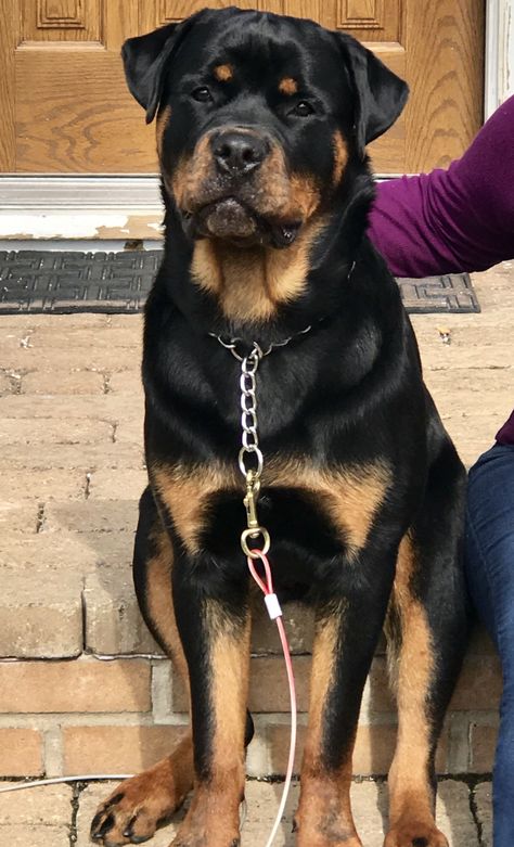 Rotveileri Dog, Rotwellier Puppy, Rotwiller Dogs Aesthetic, Rot Weiler, Rottweiler Pictures, Dogs Aesthetic, Dog Aesthetic, Rottweiler Lovers, Dangerous Dogs