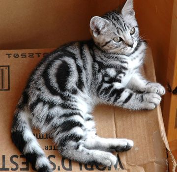 adorable silver tabbies kitten with bullseye stripe pattern | OMG ... Silver Tabby Kitten, American Shorthair Cat, Cat With Blue Eyes, Tabby Kitten, Bengal Cat, Domestic Cat, Cute Cats And Kittens, Pretty Cats, Tabby Cat