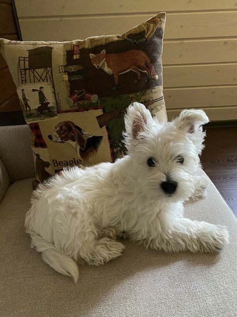 💒🩰🧸♡ Westie Aesthetic, Puppy Westie, Wholesome Dog, Westie Dog, Westie Puppies, 강아��지 그림, Westie Dogs, Pretty Animals, Cute Creatures