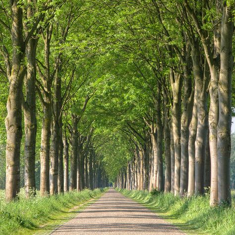 Tree Tunnel Driveway, Driveway Trees, Trees Perspective, Natures Path, Houses In America, Stone Road, Tree Tunnel, Street Trees, Tree Canopy