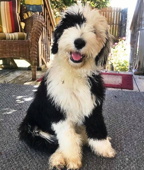 Bernedoodle vs Sheepadoodle Labradoodle Vs Goldendoodle, Sheepdog Breeds, Sheep Dog Puppy, Sheepadoodle Puppy, Crockett Doodles, Bernedoodle Puppy, Herding Dogs, English Sheepdog, Doodle Dog