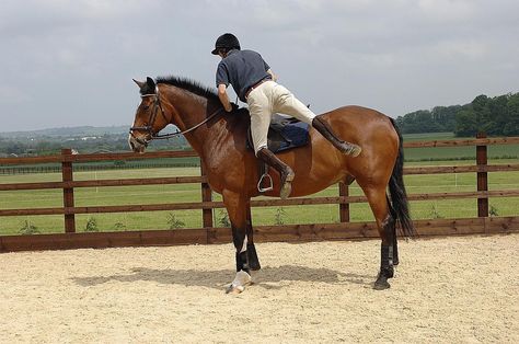 Learn how to safely dismount a horse after riding. This how-to describes how to get off of a horse from an English or Western saddle. Mounting A Horse, Horse English, Riding Tips, Equestrian Helmets, Equestrian Helmet, Horse Dressage, Types Of Horses, Riding Lessons, English Riding