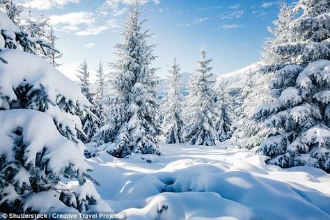 Increase Brain Power, New Year Beauty, White Spruce, Pretty Trees, Watercolor Subjects, Winter Watercolor, Brain Power, Winter Scenery, Snow Scenes