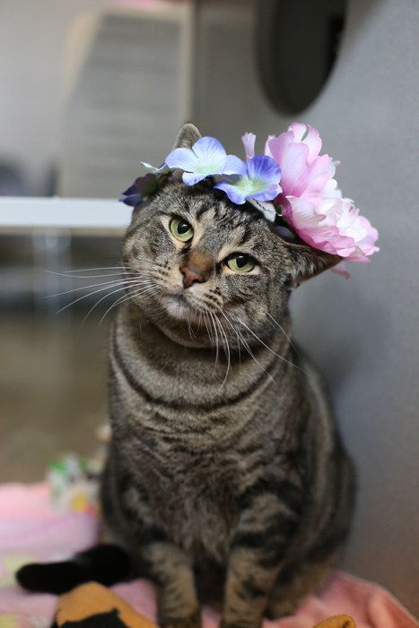 When we made this cat wear a flower crown Flea Shampoo For Cats, Cats And Flowers, Toxic Plants For Cats, Cat Safe Plants, Teacup Cats, Herding Cats, Cat In Heat, Warrior Cats Books, We Were There