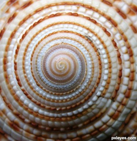 Shell photoshop picture) Patterns Photography, Foto Macro, Composition Techniques, Theme Photography, Geometry In Nature, Photo Macro, Pattern Photography, Fibonacci Spiral, Natural Patterns