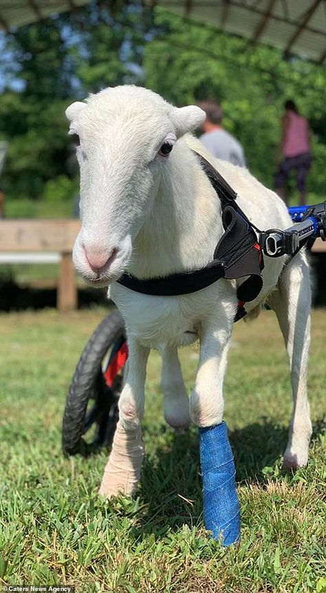 Kristin Harkness, 33 and Jay Yonz, 35, adopted sheep Moko, pictured, last year and have since spent $40K on caring for the disabled animal Animal Sacrifice, Cat With Disabilities, Disabled Animals, Animals With Disabilities, Animal Wheelchair, Disabled Tyrants Beloved Pet Fish, Pet Sheep, Sheep, Adoption